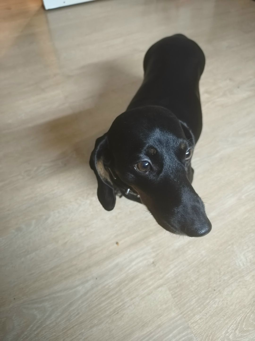 Пропала собака в Ижевске — фото объявления