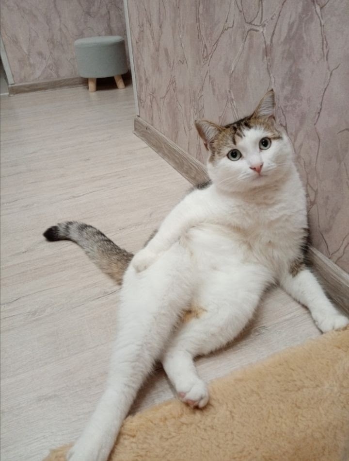 Пропала кошка в Ижевске — фото объявления