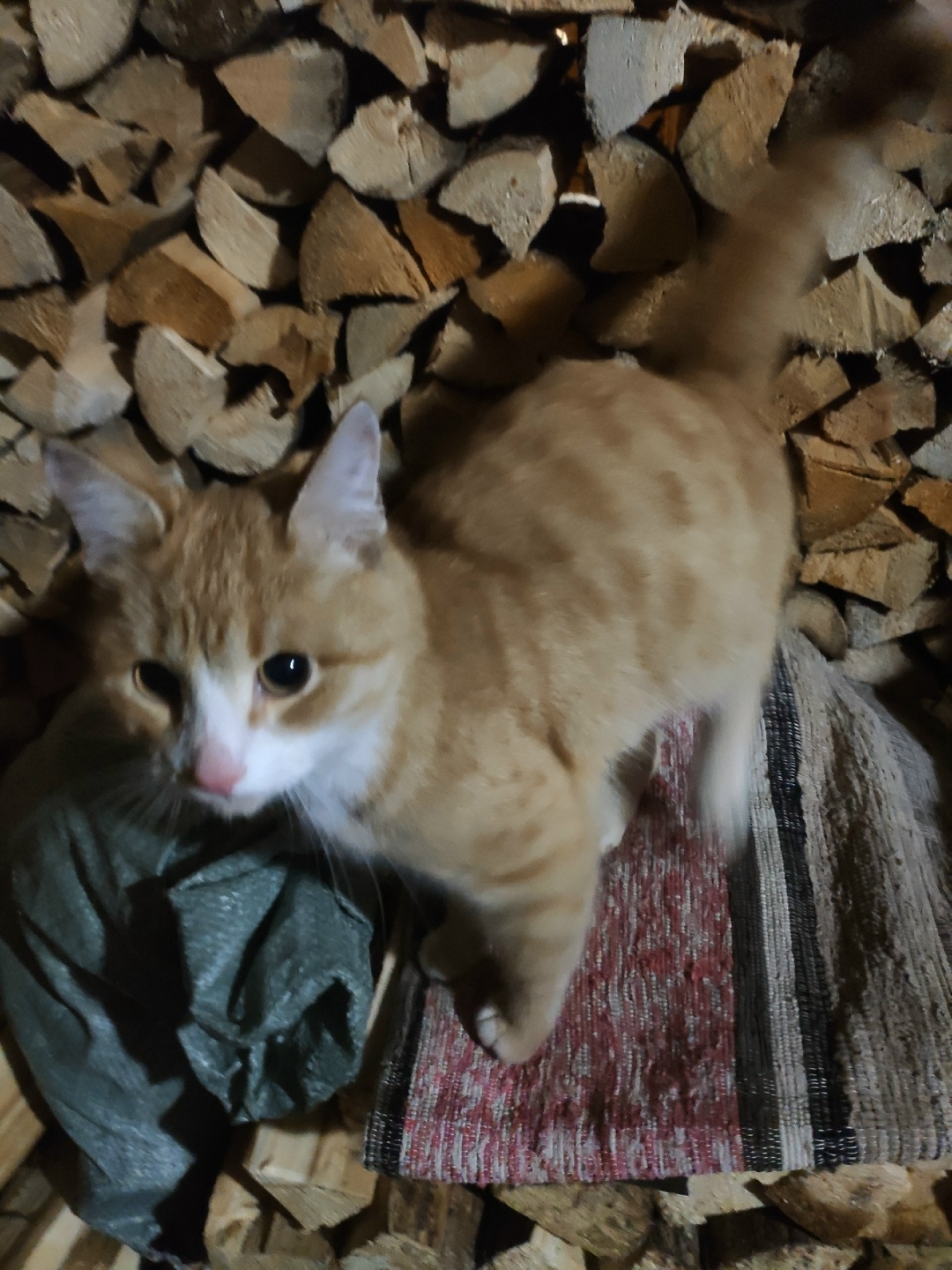 Найдена кошка в Ижевске — фото объявления