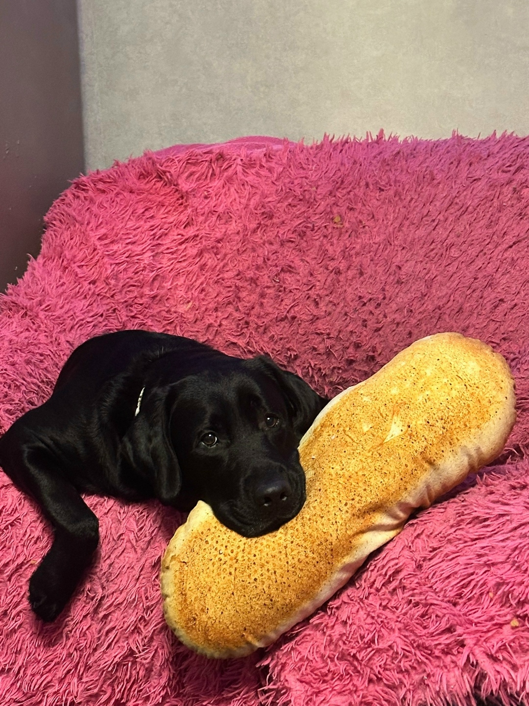 Пропала собака в Ижевске — фото объявления