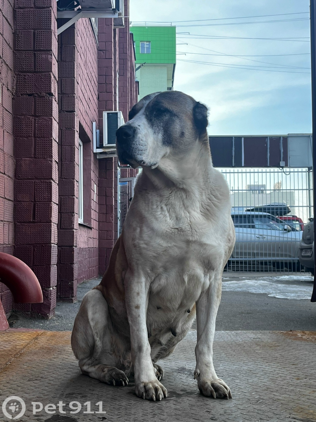Найдена собака в Ижевске — фото объявления