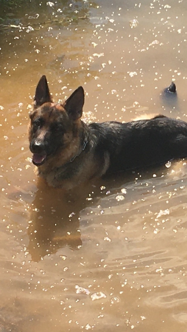 Пропала собака в Ижевске — фото объявления