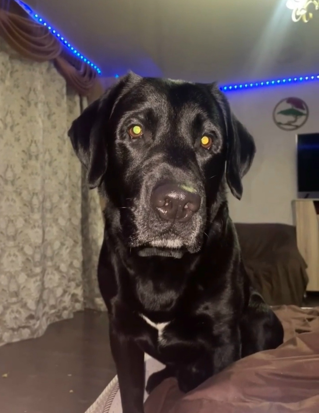 Пропала собака в Ижевске — фото объявления