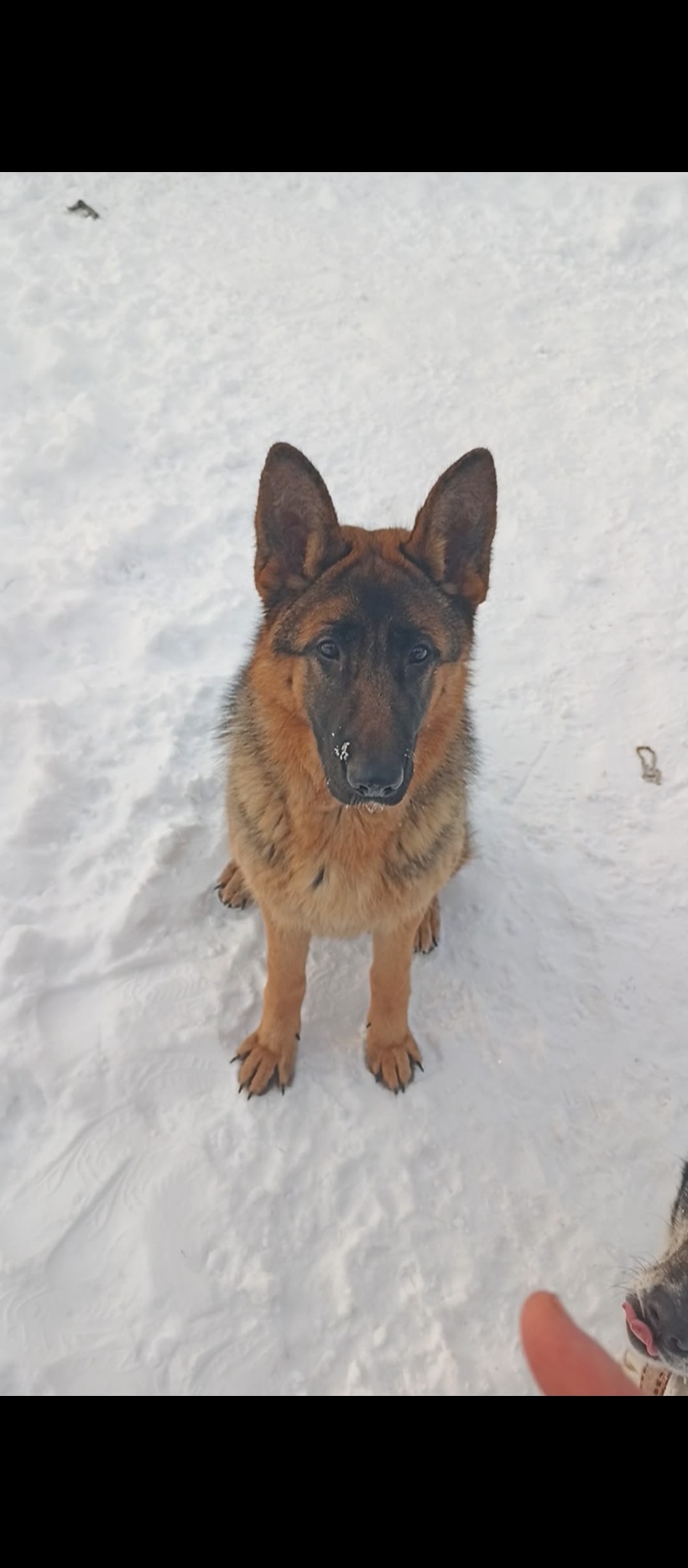 Пропала собака в Ижевске — фото объявления