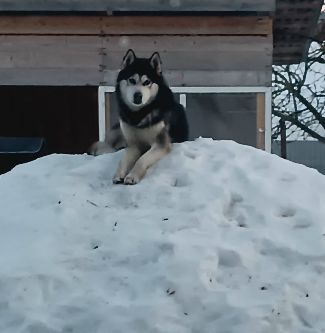 Пропала собака в Ижевске — фото объявления