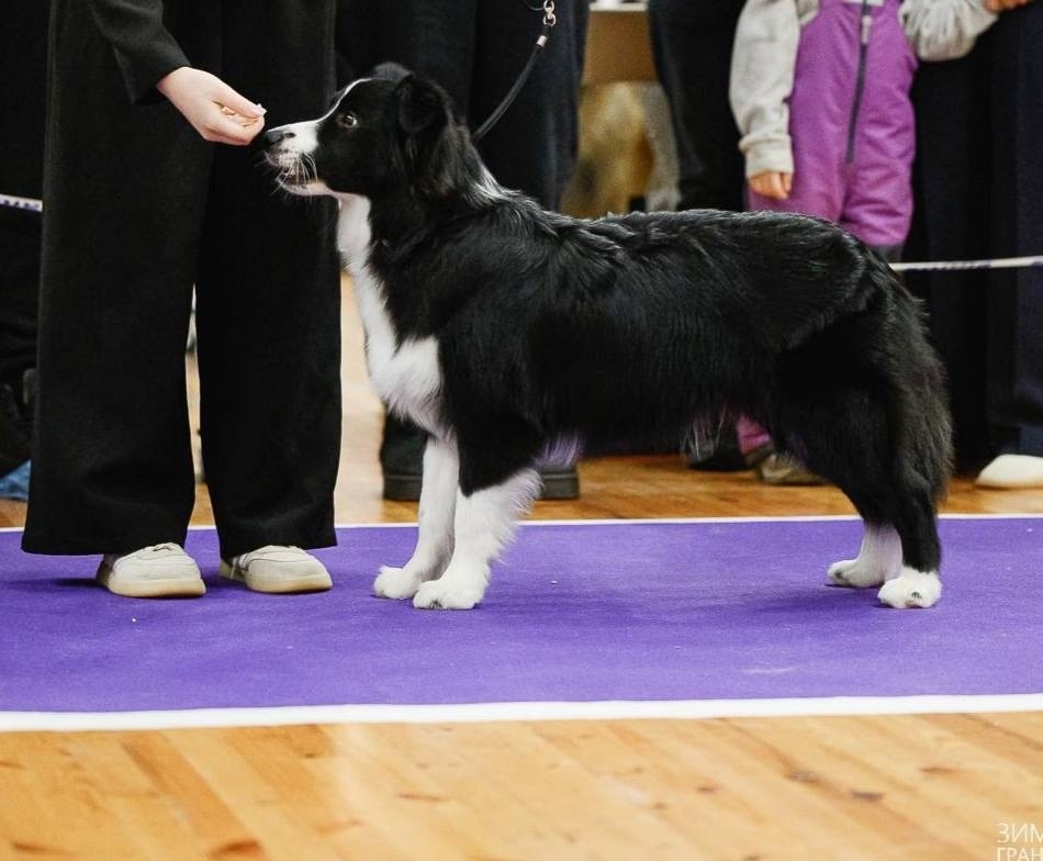 Пропала собака в Ижевске — фото объявления