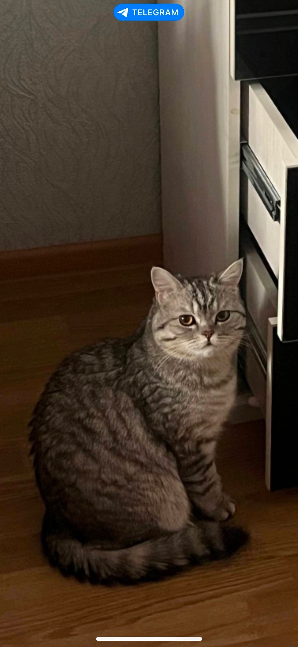 Пропала кошка в Ижевске — фото объявления