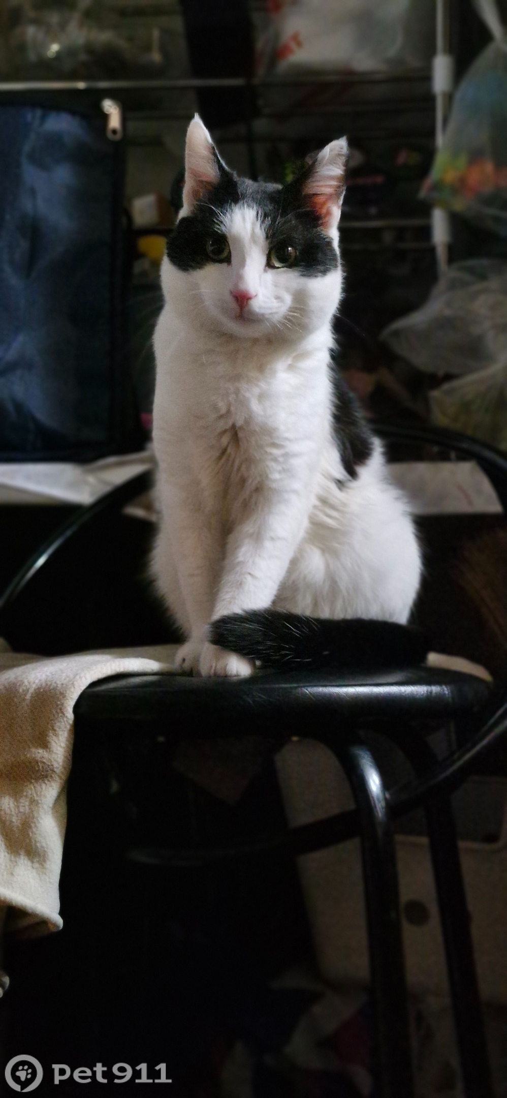 Пропала кошка в Ижевске — фото объявления