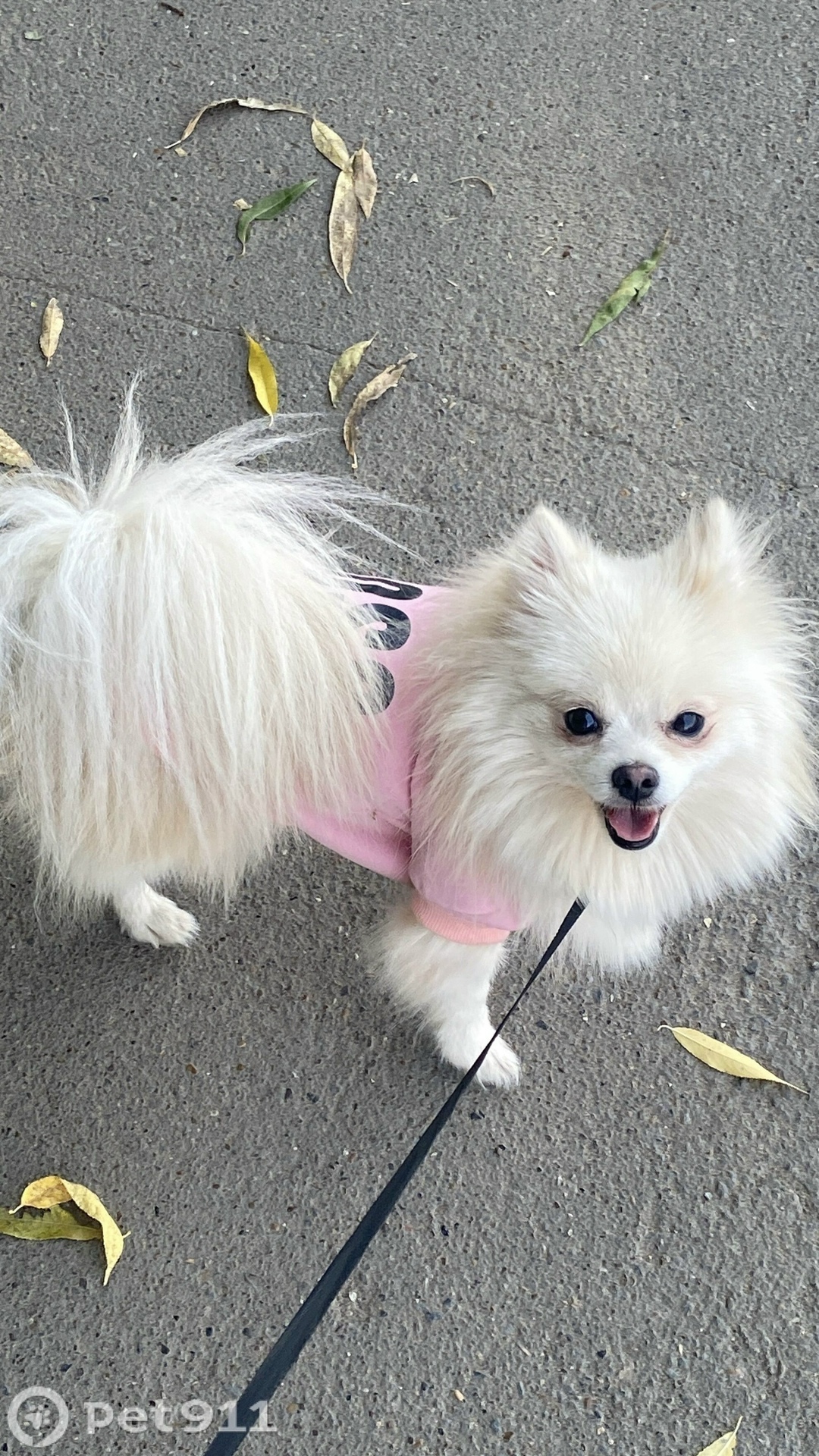 Пропала собака в Ижевске — фото объявления