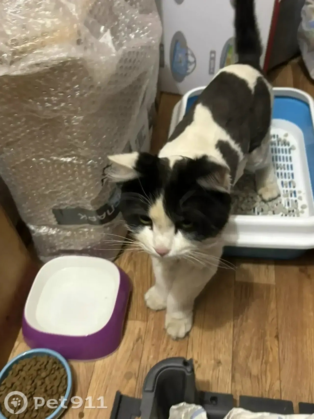 Найдена кошка в Ижевске — фото объявления