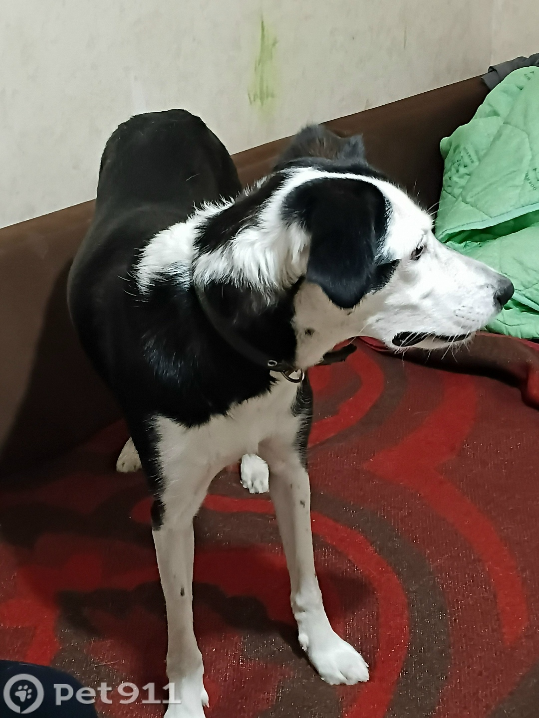 Найдена собака в Ижевске — фото объявления