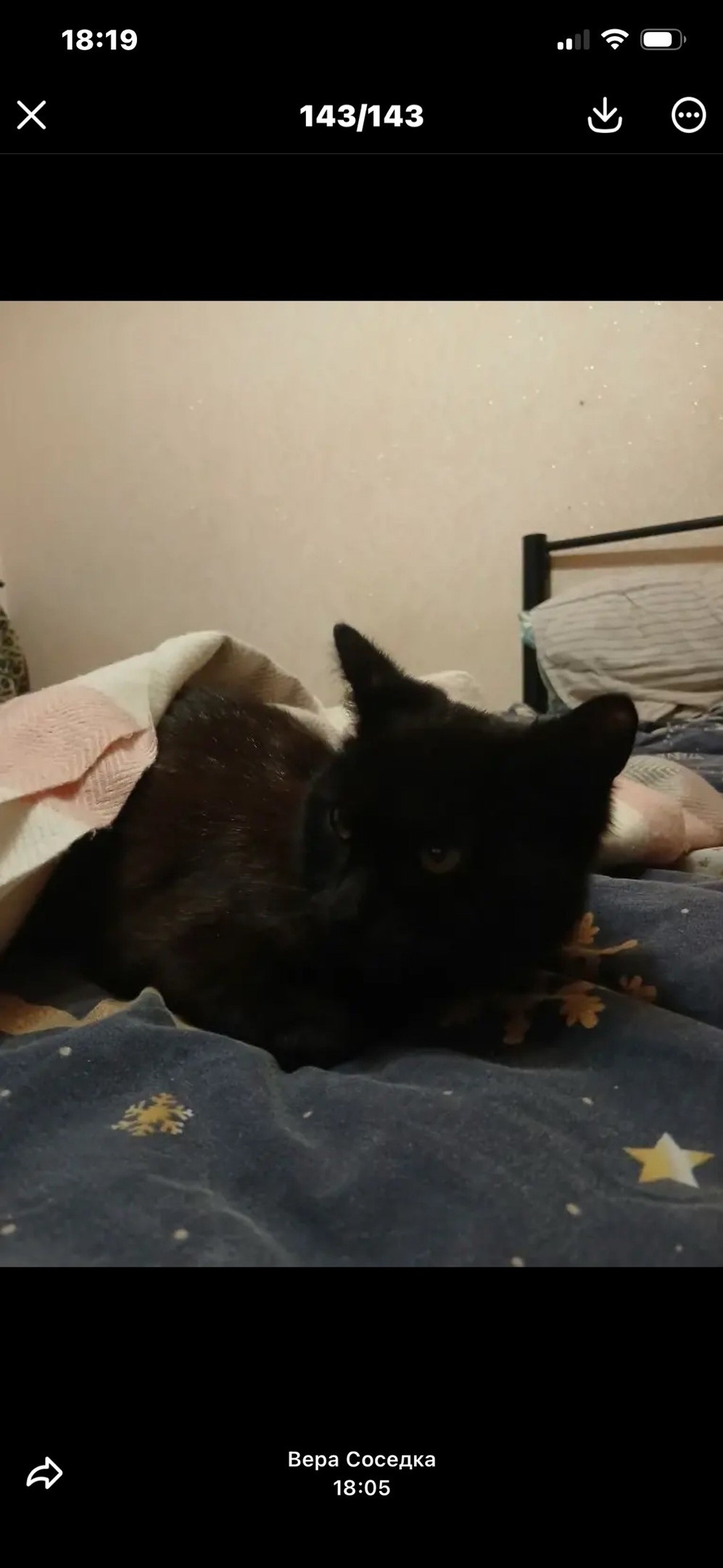 Пропала кошка в Ижевске — фото объявления