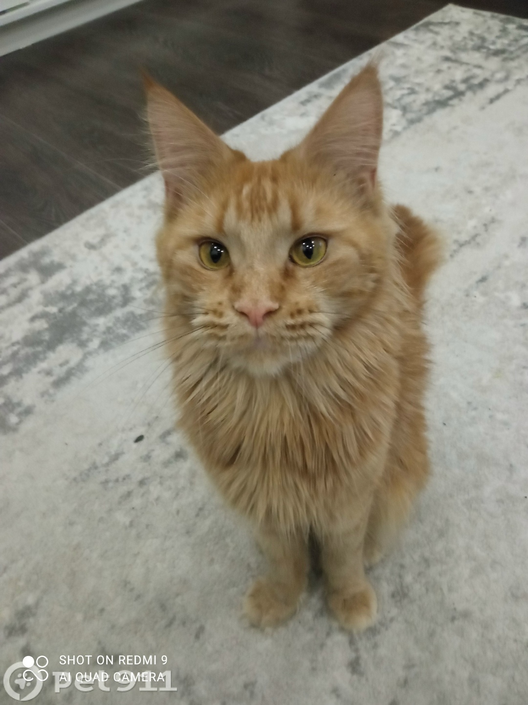 Пропала кошка в Ижевске — фото объявления