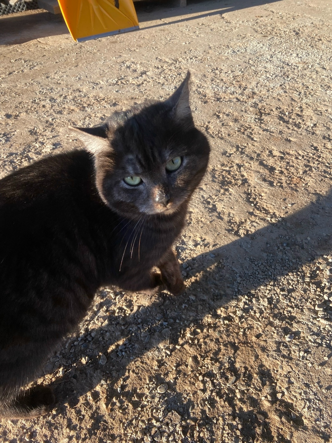 Найдена кошка в Ижевске — фото объявления