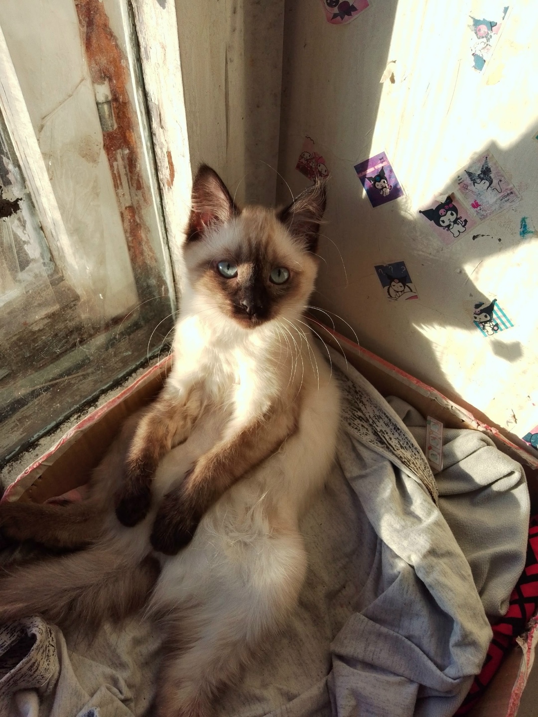 Пропала кошка в Ижевске — фото объявления