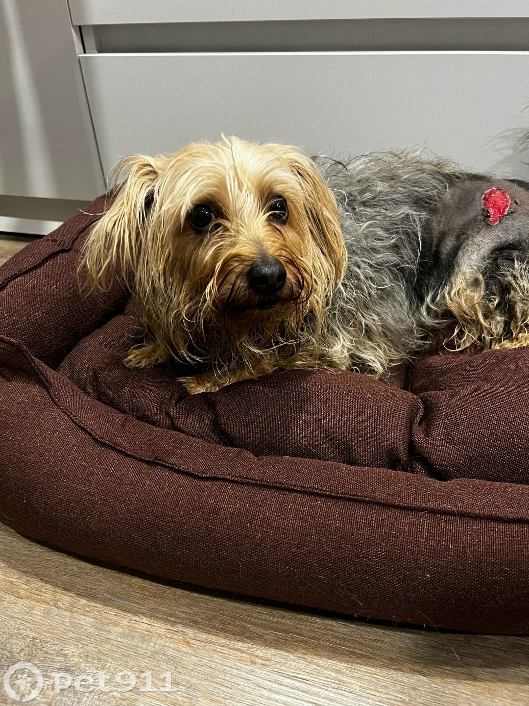 Найдена собака в Ижевске — фото объявления