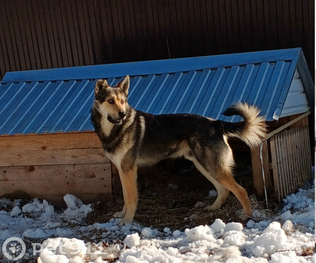 Пропала собака в Ижевске — фото объявления