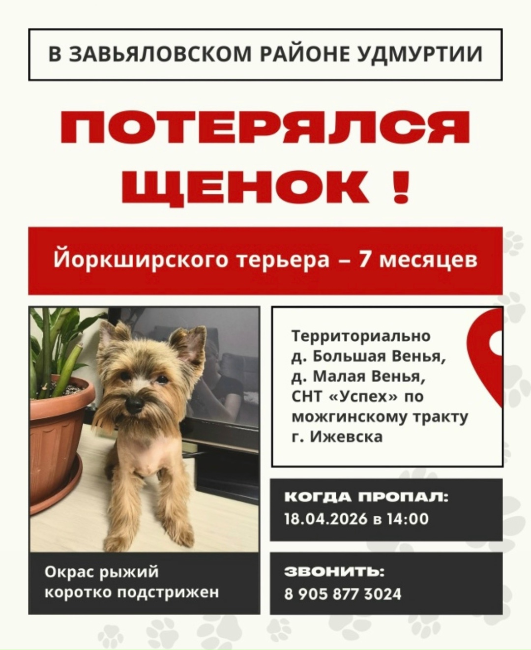 Пропала собака в Ижевске — фото объявления