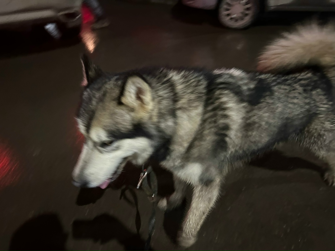 Найдена собака в Ижевске — фото объявления