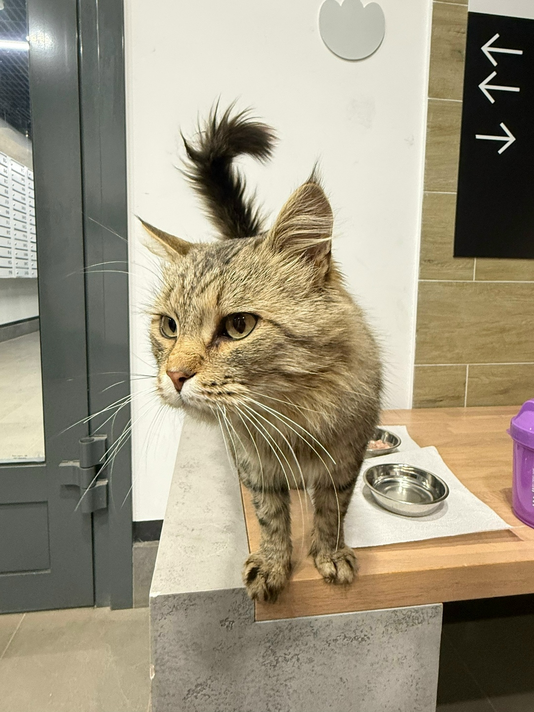 Найдена кошка в Ижевске — фото объявления