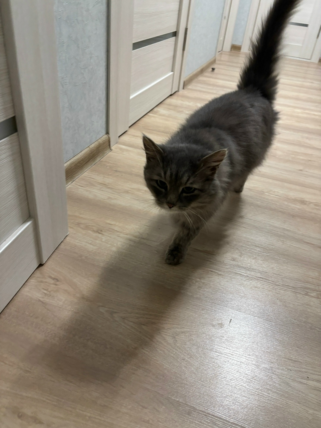 Найдена кошка в Ижевске — фото объявления