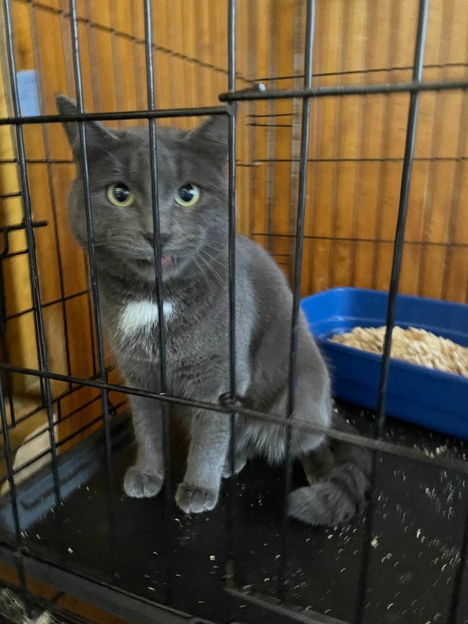 Найдена кошка в Ижевске — фото объявления