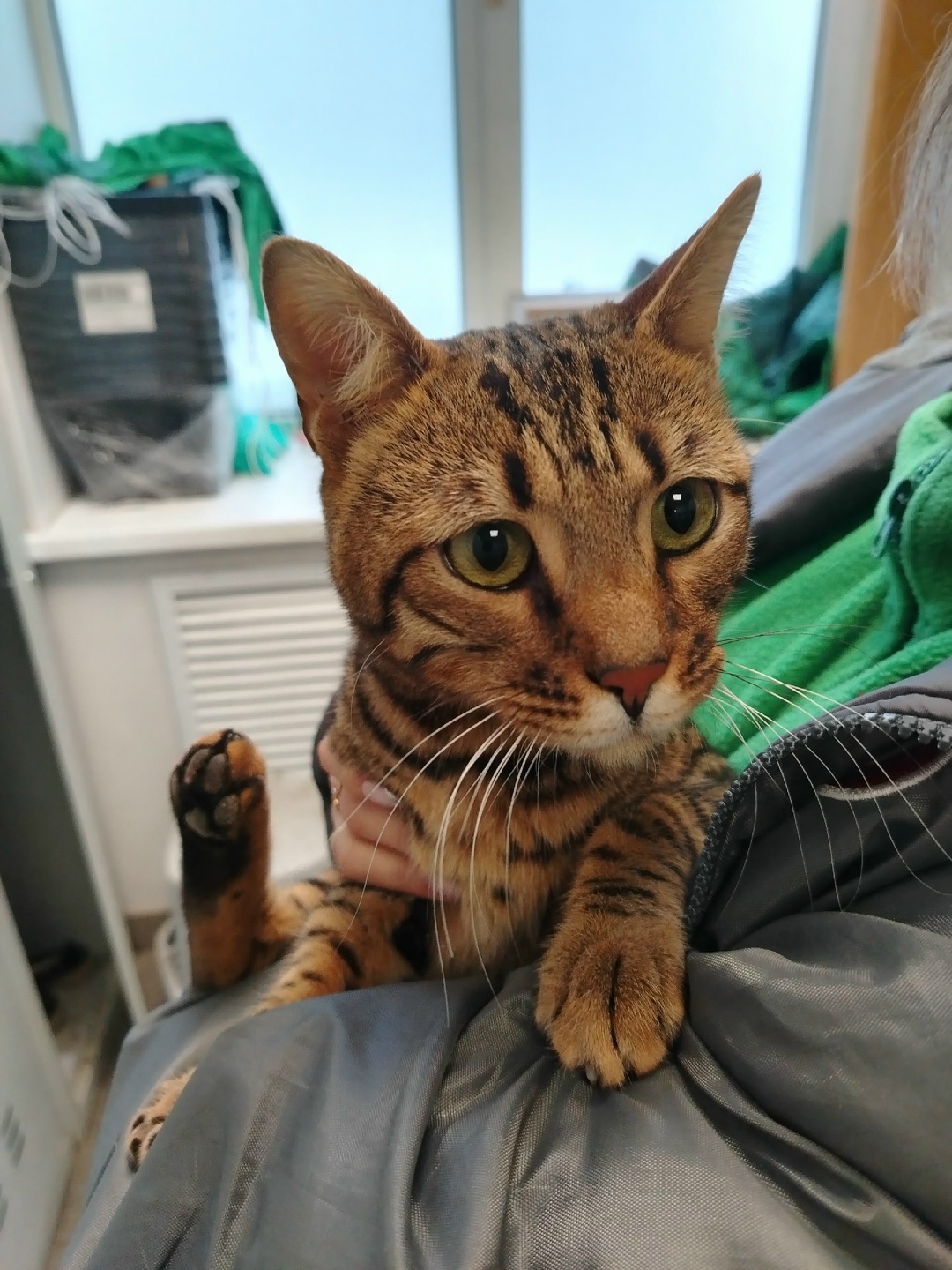 Найдена собака в Ижевске — фото объявления