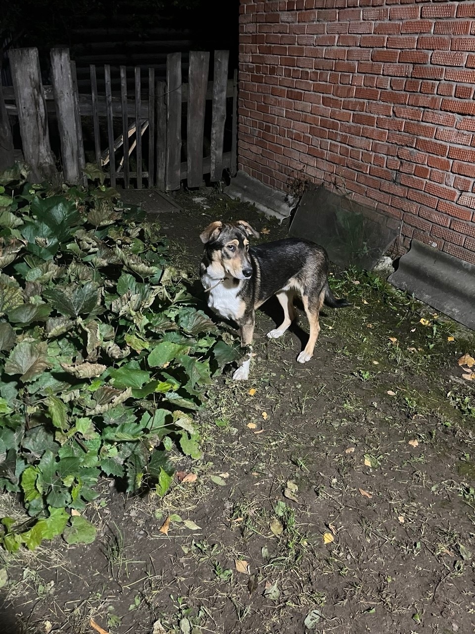 Пропала собака в Ижевске — фото объявления