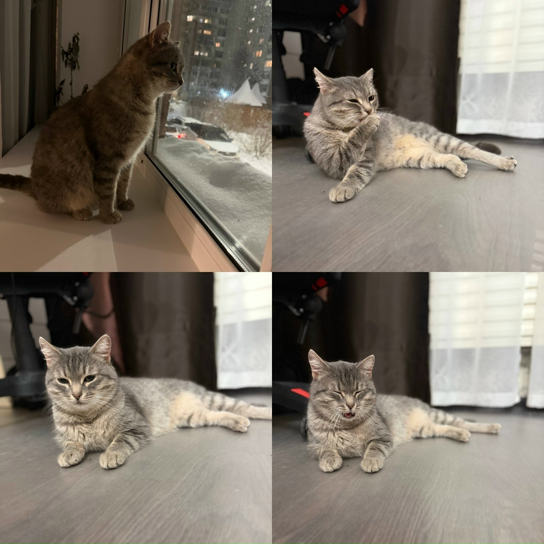 Найдена кошка в Ижевске — фото объявления