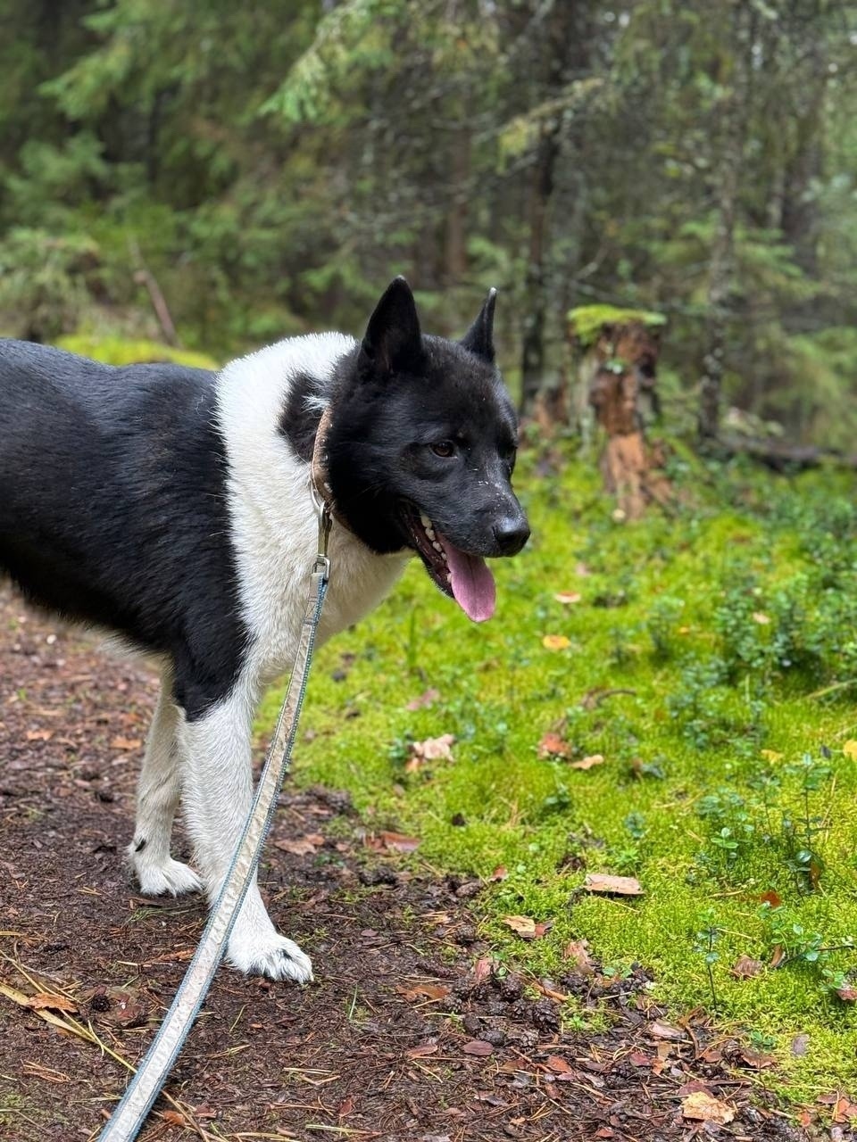Пропала собака в Ижевске — фото объявления