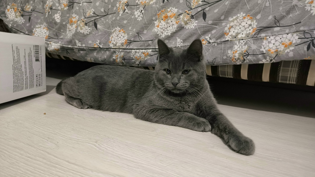 Найдена кошка в Ижевске — фото объявления