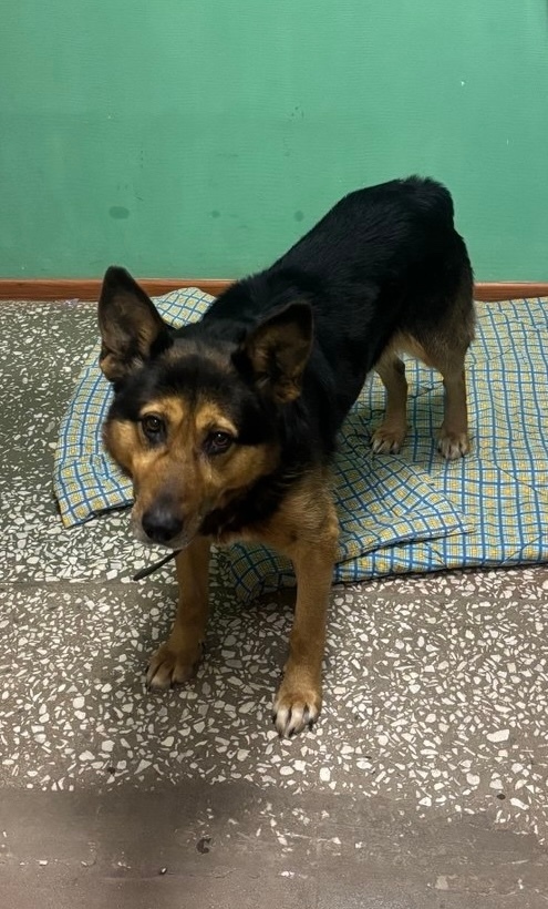 Найдена собака в Ижевске — фото объявления