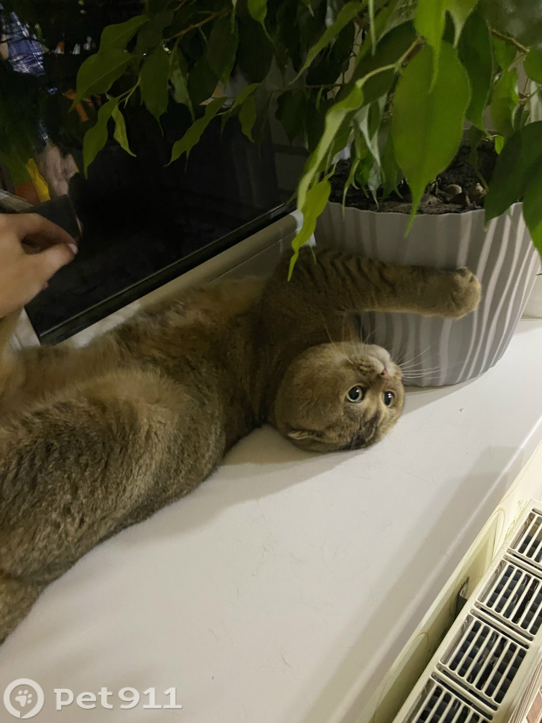 Пропала кошка в Ижевске — фото объявления