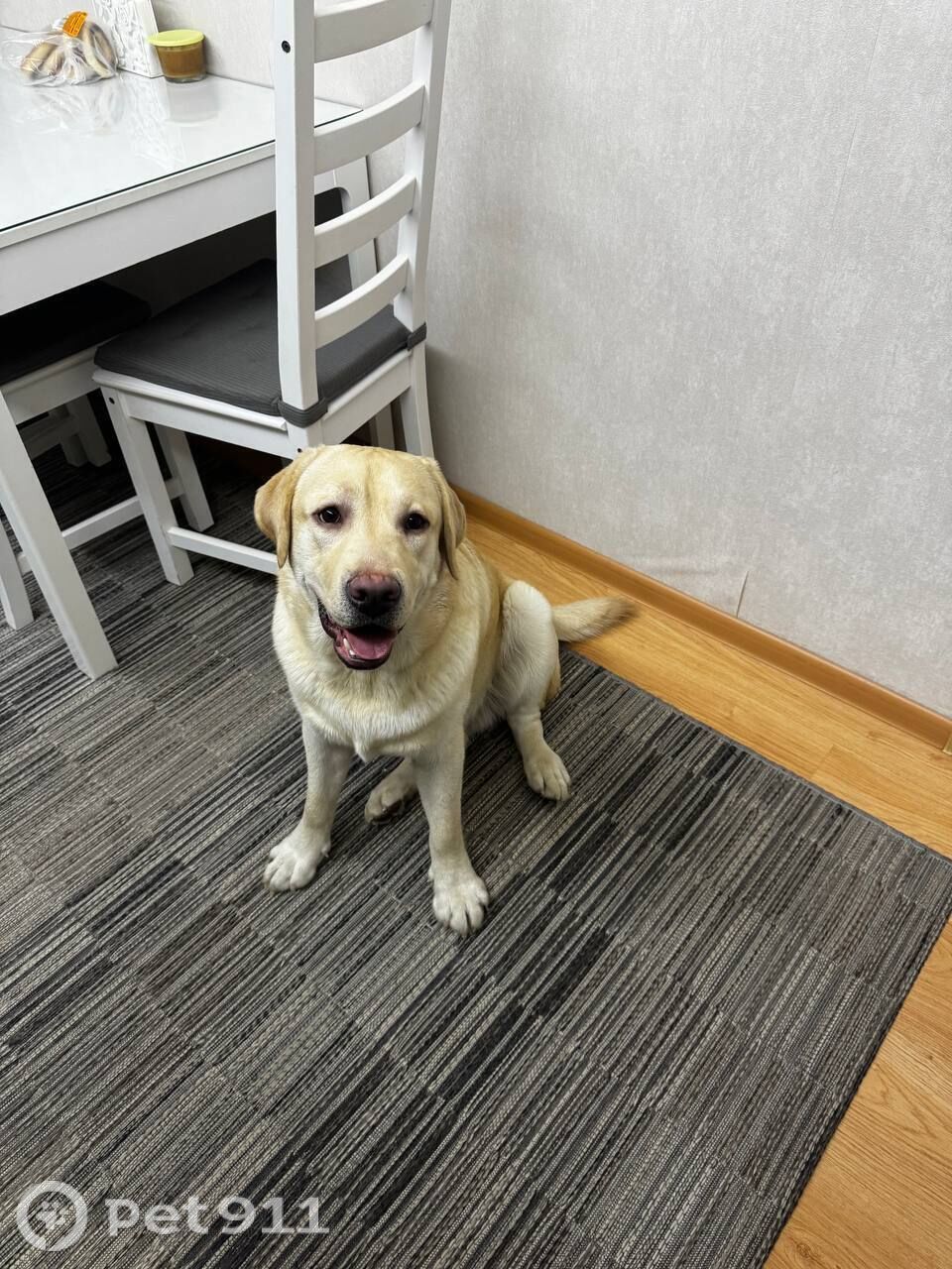 Найдена собака в Ижевске — фото объявления