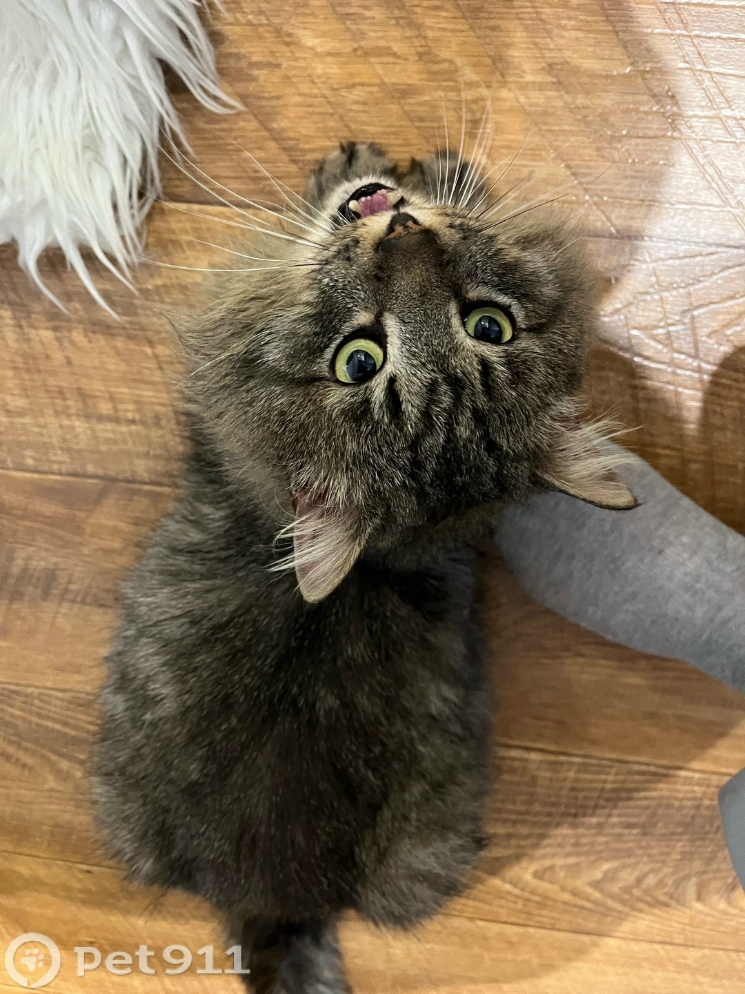 Найдена кошка в Ижевске — фото объявления