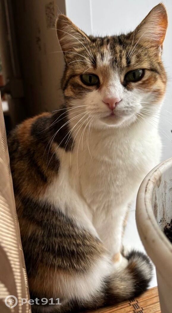 Пропала кошка в Ижевске — фото объявления