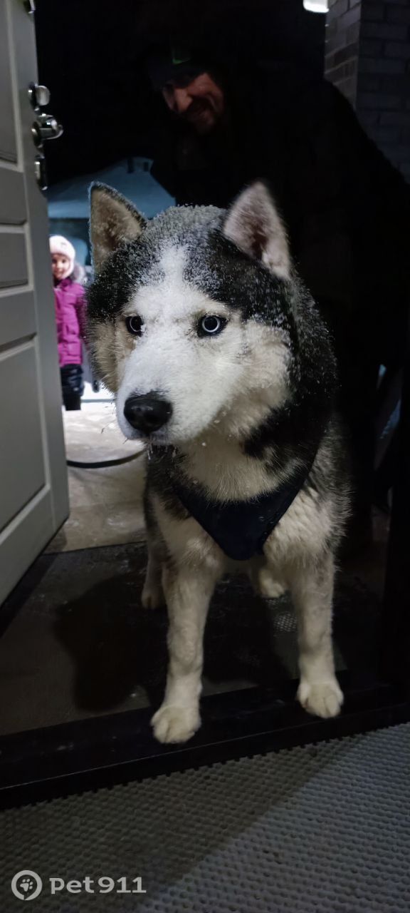 Пропала собака в Ижевске — фото объявления