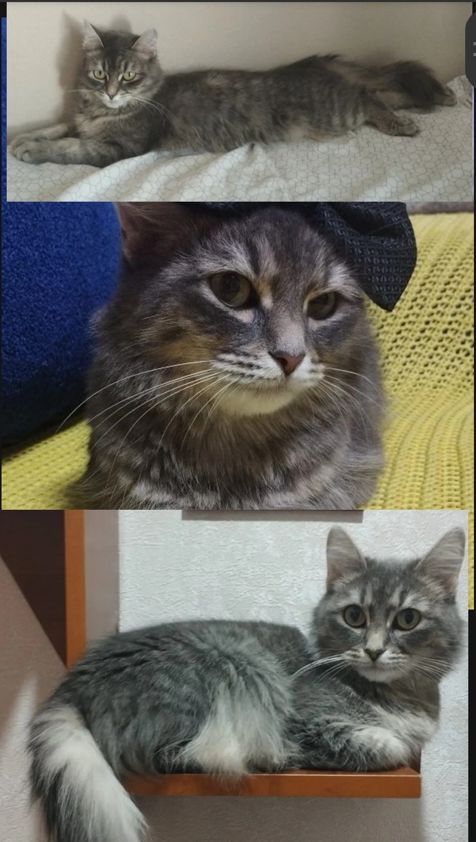 Пропала кошка в Ижевске — фото объявления