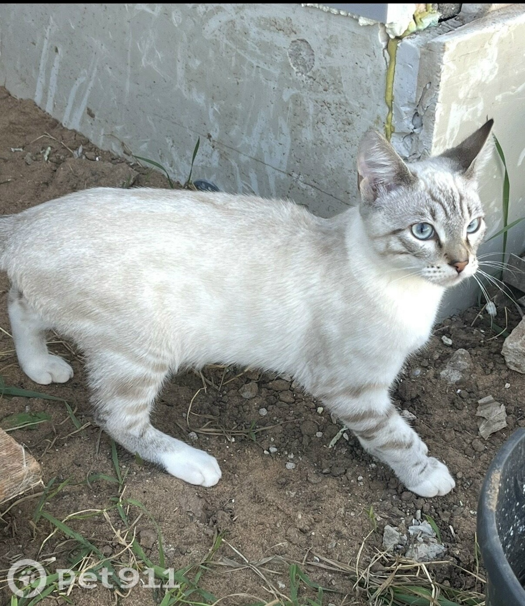 Пропала кошка в Ижевске — фото объявления