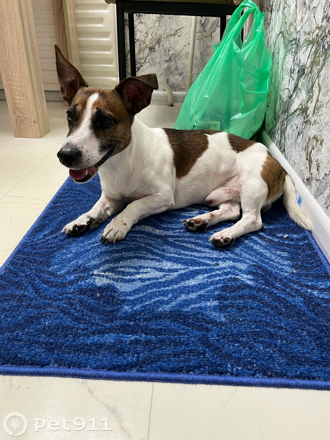 Найдена собака в Ижевске — фото объявления