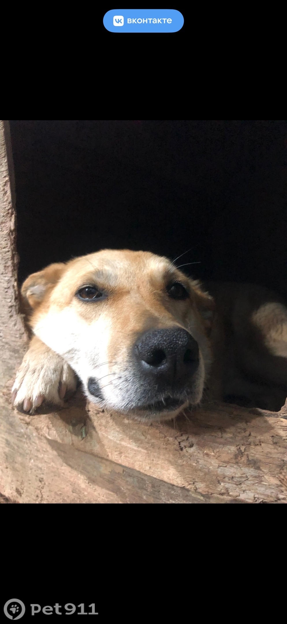 Пропала собака в Ижевске — фото объявления