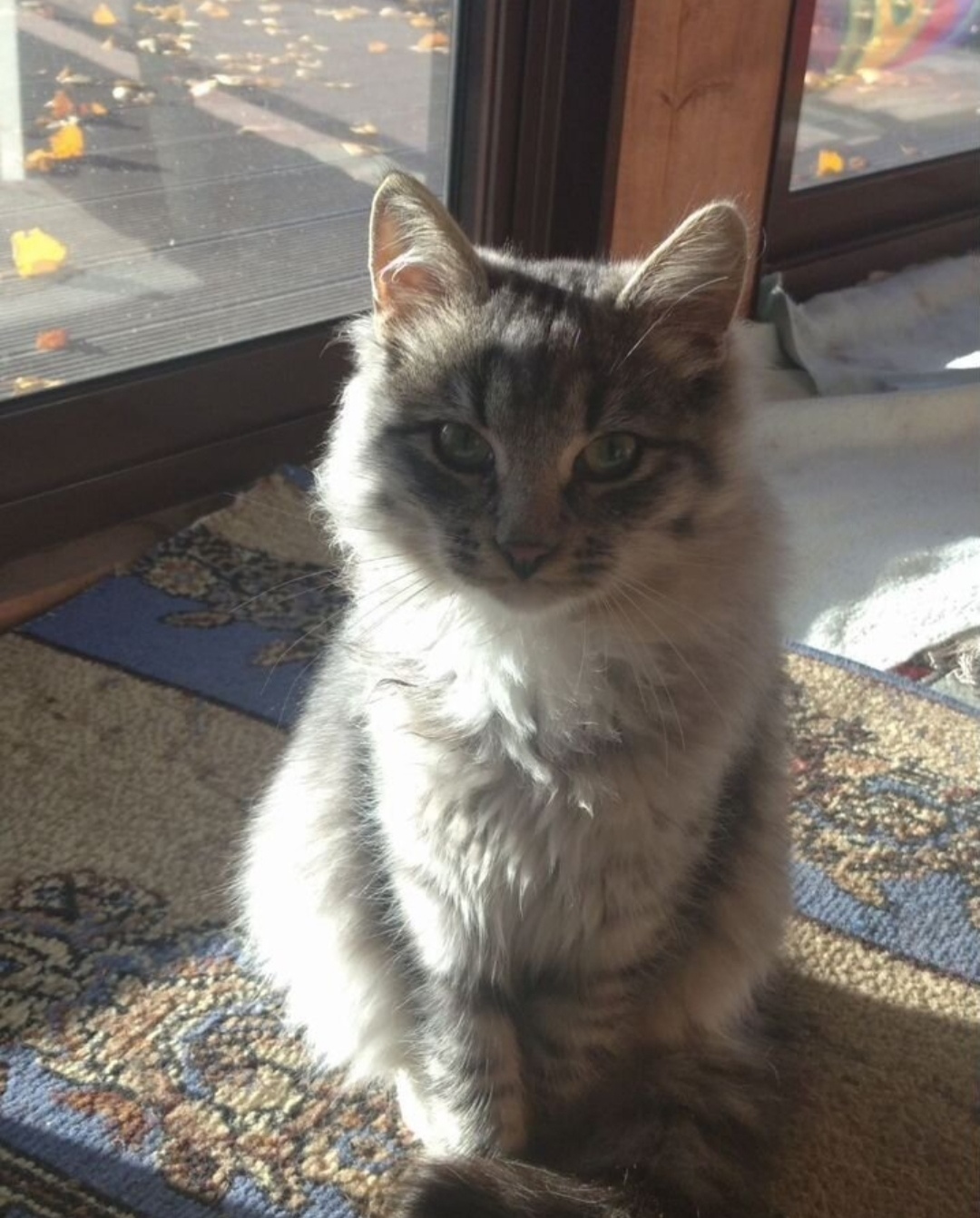 Пропала кошка в Ижевске — фото объявления