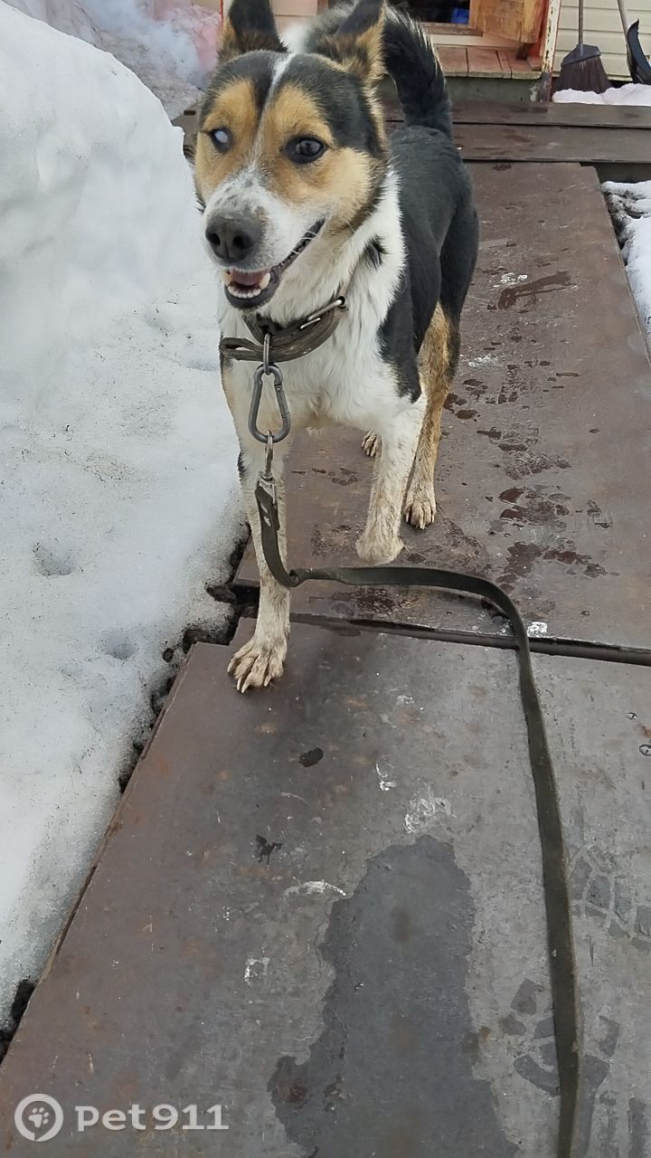Пропала собака в Ижевске — фото объявления