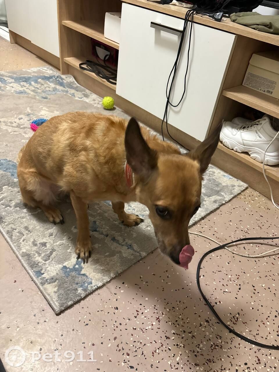 Пропала собака в Ижевске — фото объявления