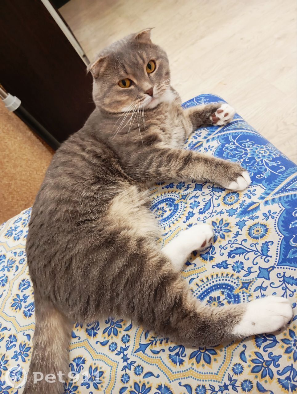 Пропала кошка в Ижевске — фото объявления