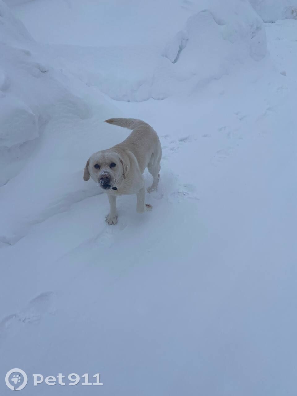 Пропала собака в Ижевске — фото объявления
