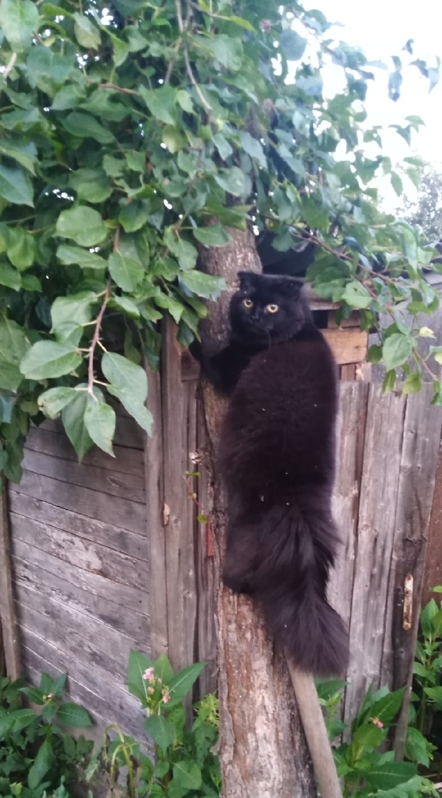 Пропала кошка в Ижевске — фото объявления