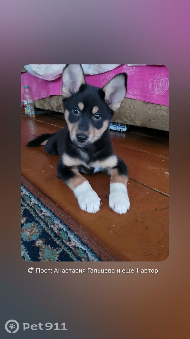 Пропала собака в Ижевске — фото объявления