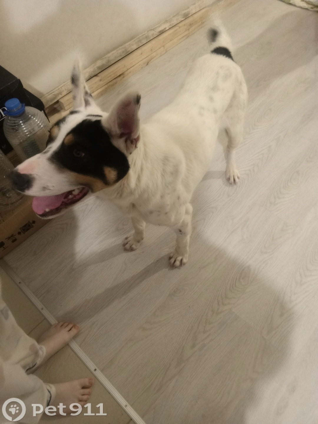 Найдена собака в Ижевске — фото объявления