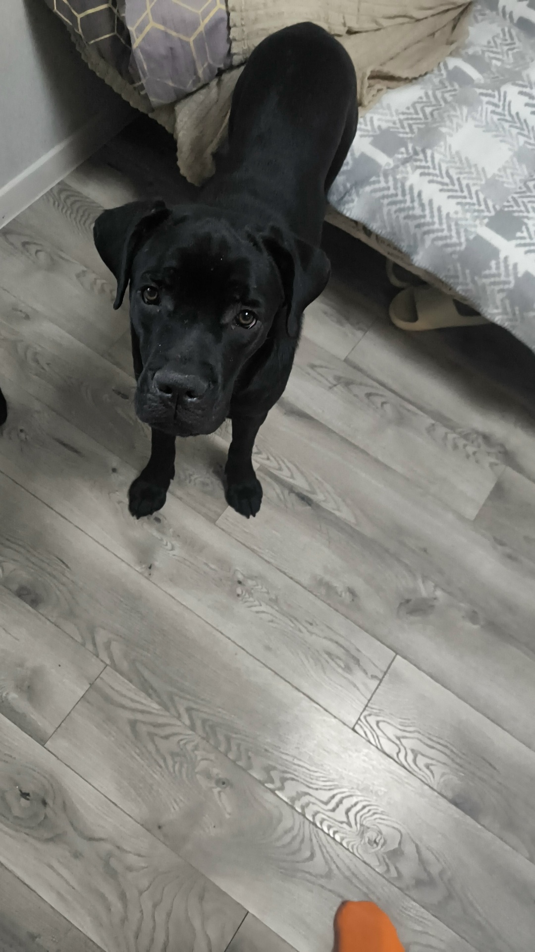 Пропала собака в Ижевске — фото объявления